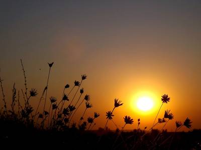 Quelle: pixabay.com / AdinaVoicu, https://pixabay.com/de/photos/auferstanden-sonne-flora-rot-861213/ Blumen im Gegenlicht beim Sonnenuntergang